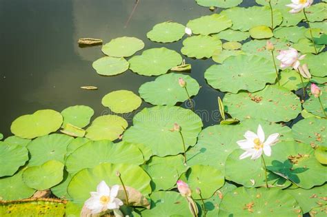  De Lotusvijver met Vliegende Dieren van Lek: Een Ontroerend Schilderij vol Magie en Mysterie!